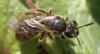 Lasioglossum sp.